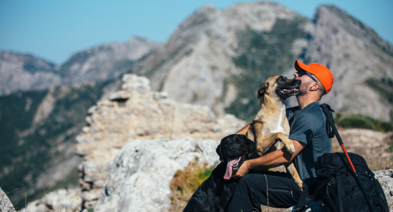 two dogs on mountain with man